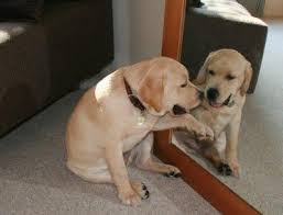 dog in mirror2